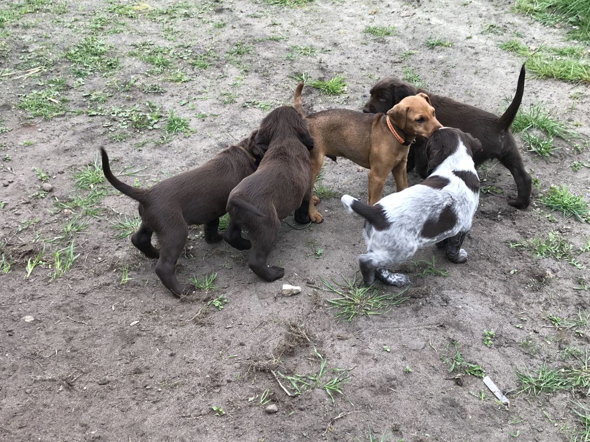 Besuch von Terrier Karl- 10 Wochen alt